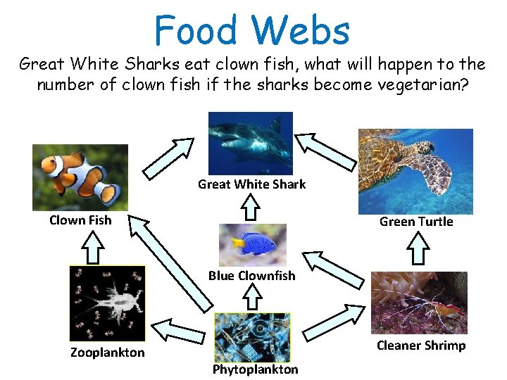 Food Webs Great White Sharks eat clown fish, what will happen to the number