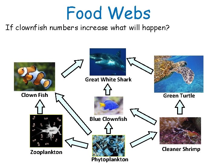Food Webs If clownfish numbers increase what will happen? Great White Shark Clown Fish