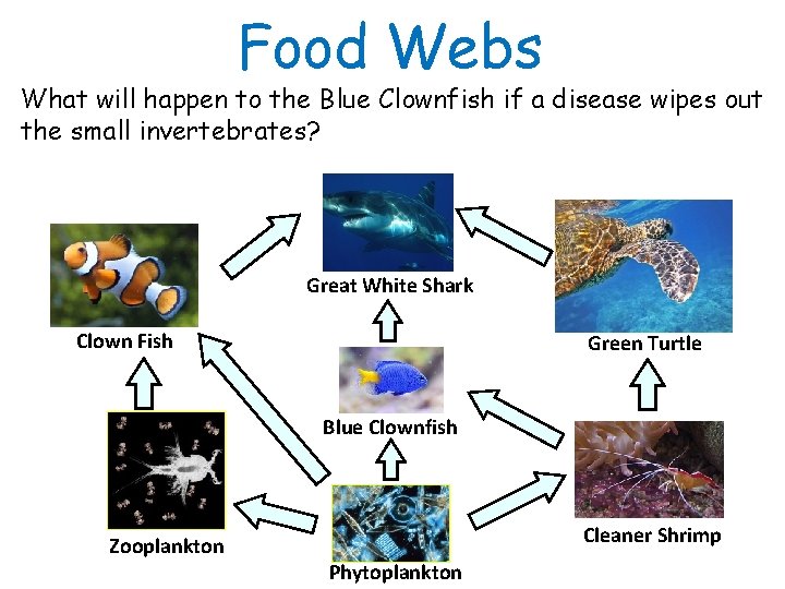 Food Webs What will happen to the Blue Clownfish if a disease wipes out