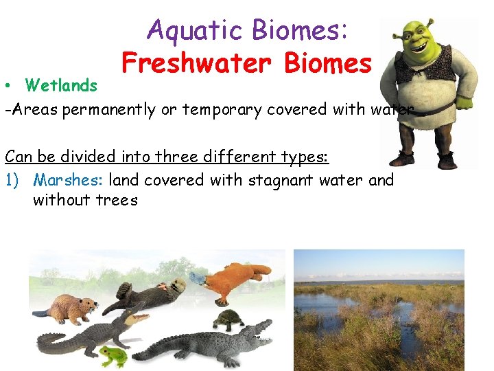 Aquatic Biomes: Freshwater Biomes • Wetlands -Areas permanently or temporary covered with water Can
