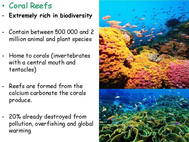  • Coral Reefs - Extremely rich in biodiversity - Contain between 500 000