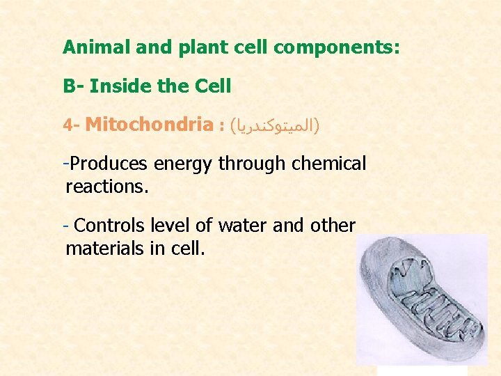Animal and plant cell components: B- Inside the Cell 4 - Mitochondria : (