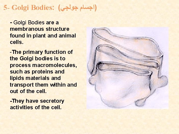 5 - Golgi Bodies: ( )ﺍﺟﺴﺎﻡ ﺟﻮﻟﺠﻲ - Golgi Bodies are a membranous structure