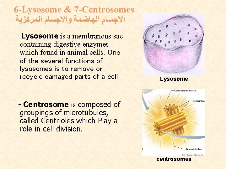 6 -Lysosome & 7 -Centrosomes ﺍﻻﺟﺴﺎﻡ ﺍﻟﻬﺎﺿﻤﺔ ﻭﺍﻻﺟﺴﺎﻡ ﺍﻟﻤﺮﻛﺰﻳﺔ -Lysosome is a membranous sac