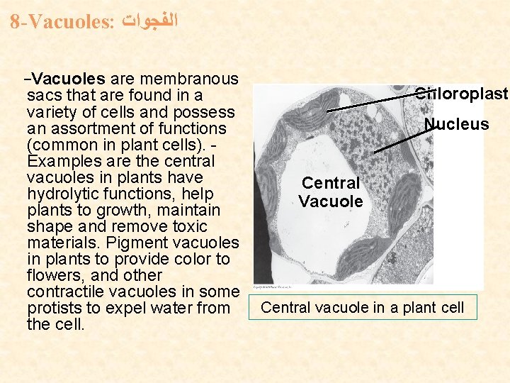 8 -Vacuoles: ﺍﻟﻔﺠﻮﺍﺕ -Vacuoles are membranous sacs that are found in a variety of