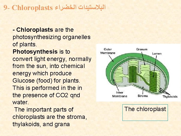 9 - Chloroplasts ﺍﻟﺒﻼﺳﺘﻴﺪﺍﺕ ﺍﻟﺨﻀﺮﺍﺀ - Chloroplasts are the photosynthesizing organelles of plants. Photosynthesis