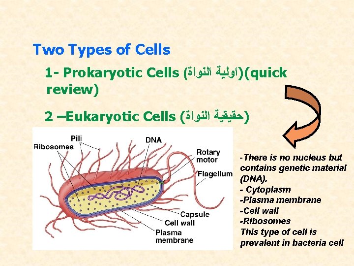 Two Types of Cells 1 - Prokaryotic Cells ( ()ﺍﻭﻟﻴﺔ ﺍﻟﻨﻮﺍﺓ quick review) 2