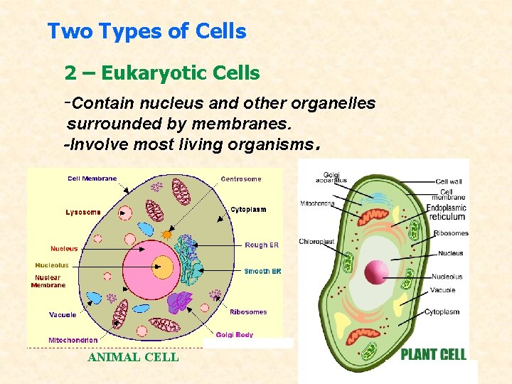 Two Types of Cells 2 – Eukaryotic Cells -Contain nucleus and other organelles surrounded