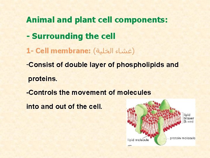 Animal and plant cell components: - Surrounding the cell 1 - Cell membrane: (