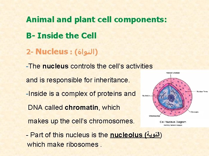 Animal and plant cell components: B- Inside the Cell 2 - Nucleus : (