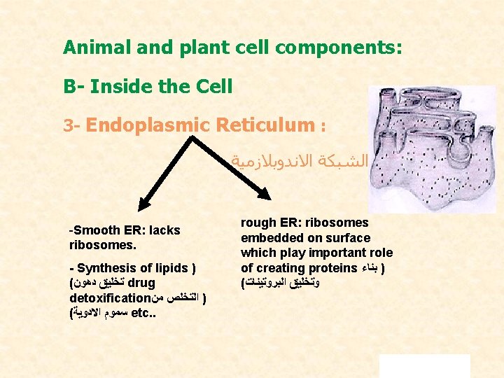 Animal and plant cell components: B- Inside the Cell 3 - Endoplasmic Reticulum :