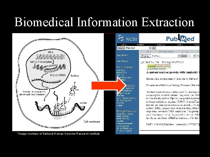 Biomedical Information Extraction *image courtesy of National Human Genome Research Institute 