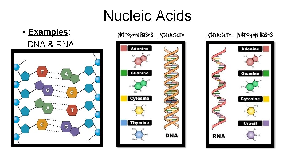 Nucleic Acids • Examples: DNA & RNA 