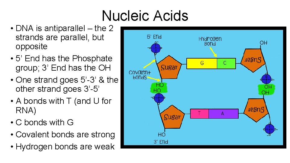 Nucleic Acids • DNA is antiparallel – the 2 strands are parallel, but opposite