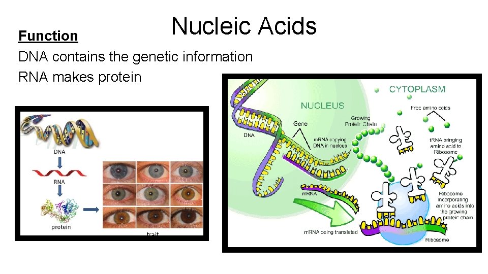 Nucleic Acids Function DNA contains the genetic information RNA makes protein 