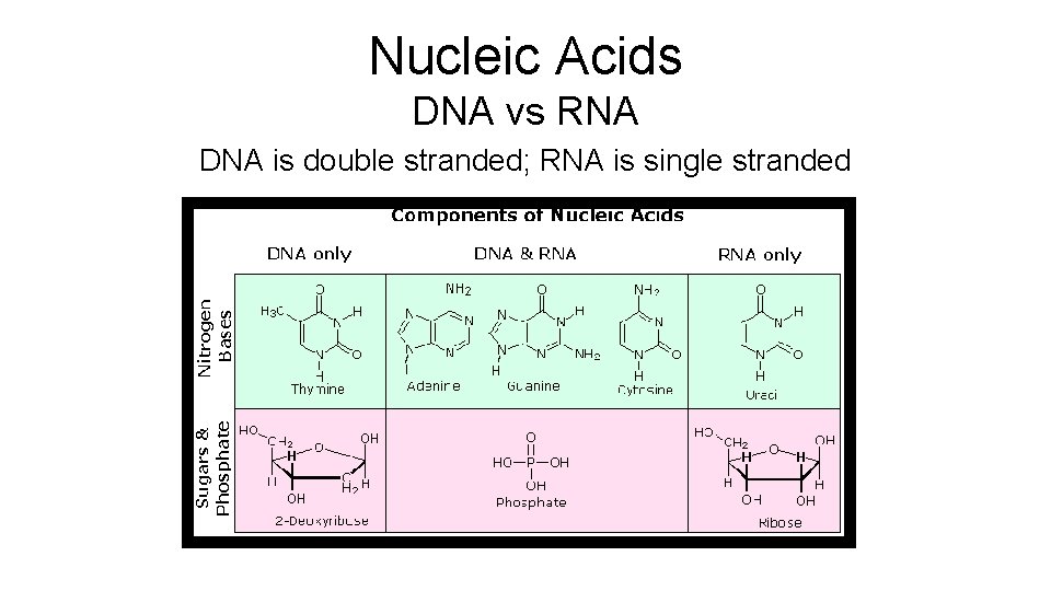Nucleic Acids DNA vs RNA DNA is double stranded; RNA is single stranded 