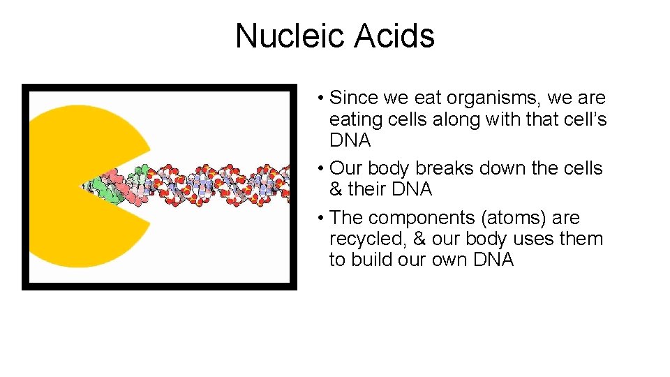 Nucleic Acids • Since we eat organisms, we are eating cells along with that