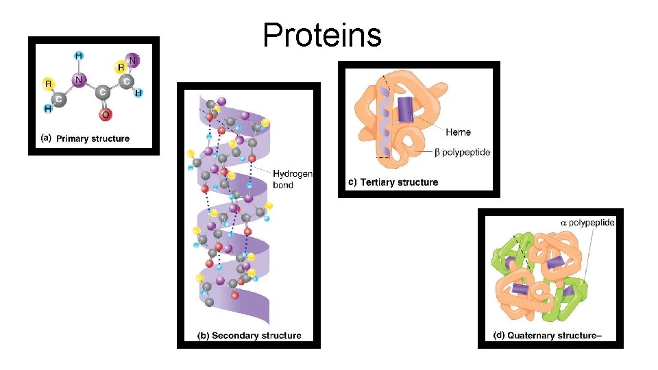 Proteins 