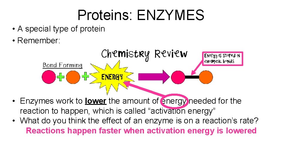 Proteins: ENZYMES • A special type of protein • Remember: • Enzymes work to