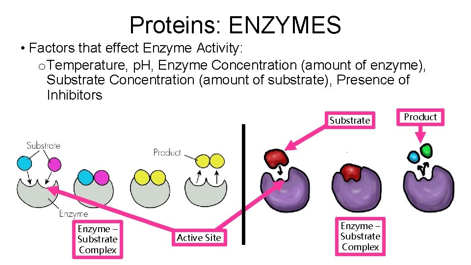 Proteins: ENZYMES • Factors that effect Enzyme Activity: o Temperature, p. H, Enzyme Concentration