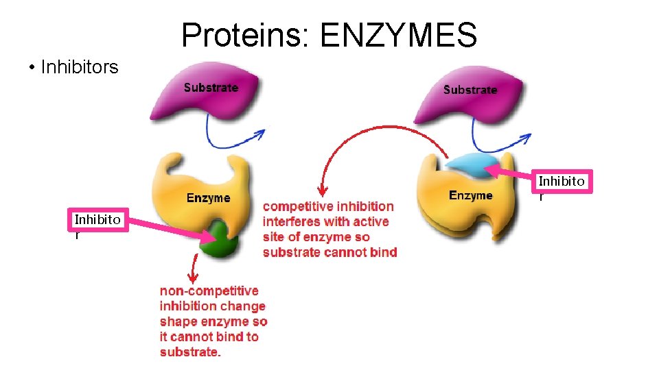 Proteins: ENZYMES • Inhibitors Inhibito r 