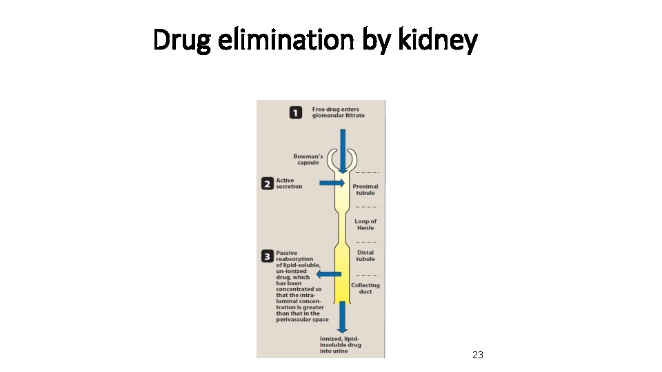 Drug elimination by kidney 23 