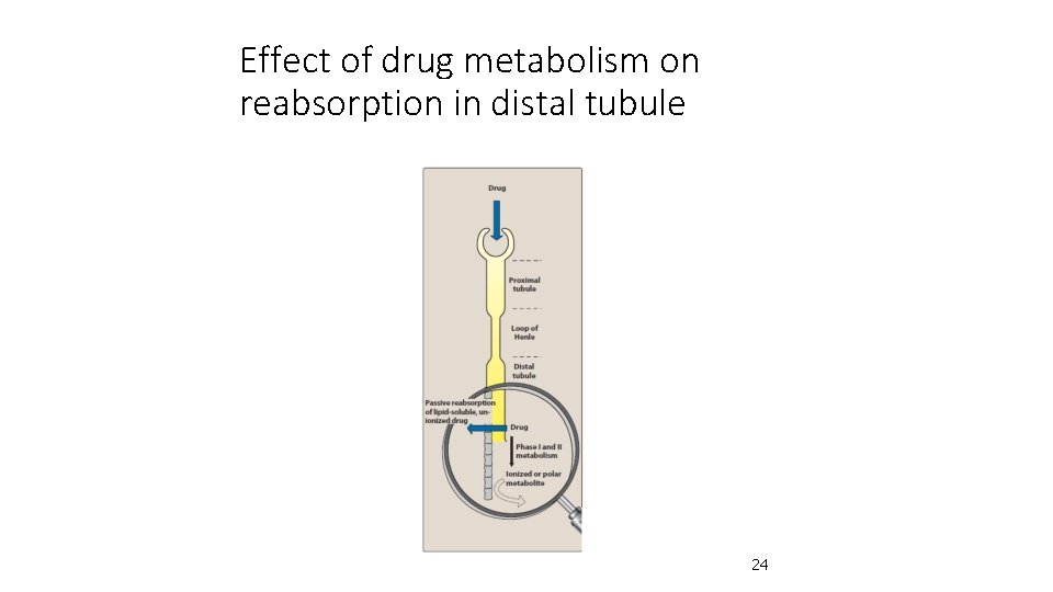Effect of drug metabolism on reabsorption in distal tubule 24 