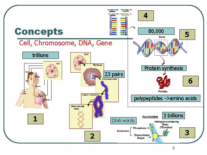 4 Concepts 80, 000 5 Cell, Chromosome, DNA, Gene trillions Protein synthesis 23 pairs