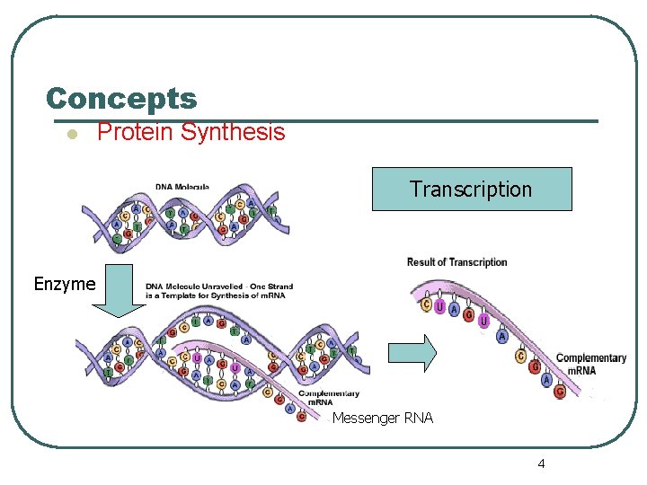 Concepts l Protein Synthesis Transcription Enzyme Messenger RNA 4 