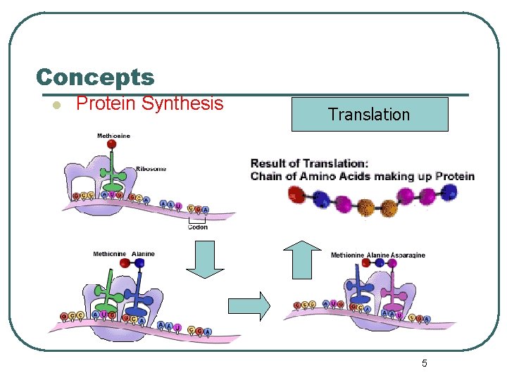 Concepts l Protein Synthesis Translation 5 