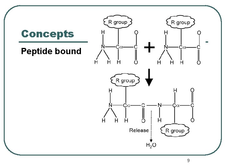 Concepts Peptide bound 9 