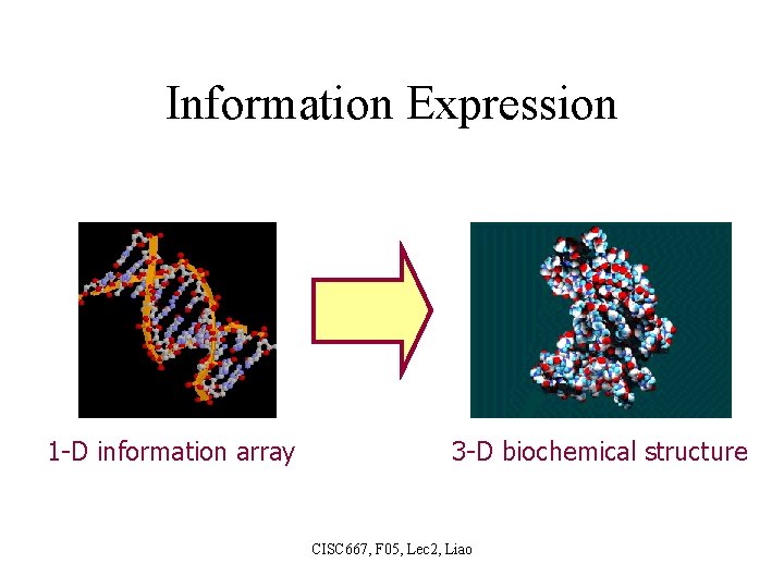 Information Expression 1 -D information array 3 -D biochemical structure CISC 667, F 05,