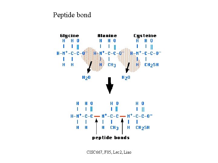 Peptide bond CISC 667, F 05, Lec 2, Liao 