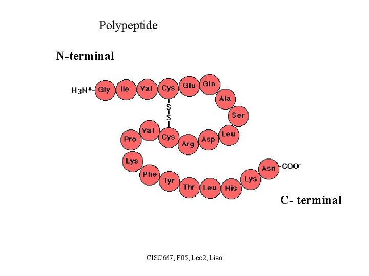 Polypeptide N-terminal C- terminal CISC 667, F 05, Lec 2, Liao 