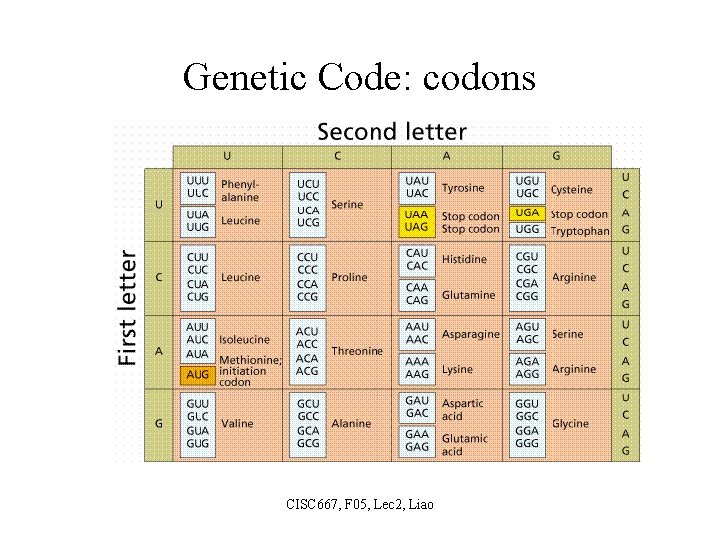 Genetic Code: codons CISC 667, F 05, Lec 2, Liao 