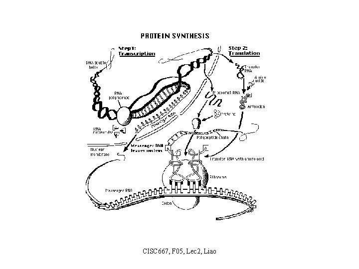 CISC 667, F 05, Lec 2, Liao 