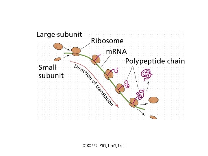 CISC 667, F 05, Lec 2, Liao 