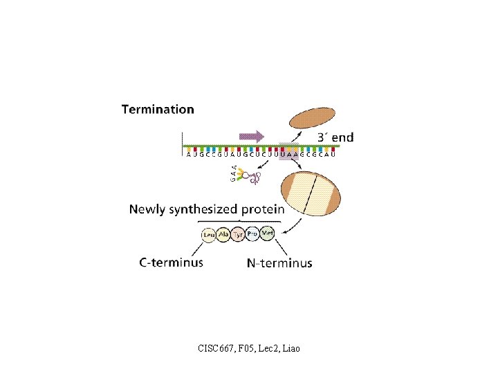 CISC 667, F 05, Lec 2, Liao 