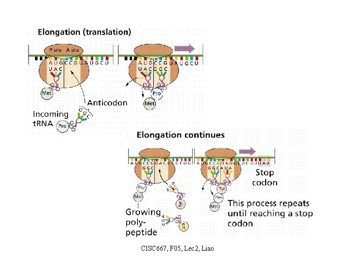 CISC 667, F 05, Lec 2, Liao 
