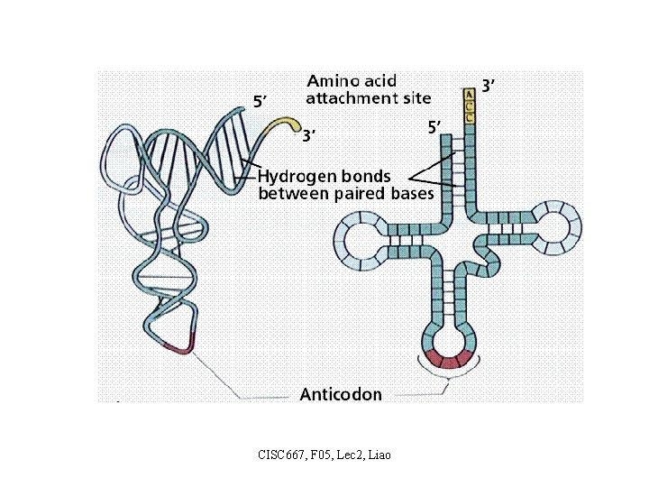 CISC 667, F 05, Lec 2, Liao 