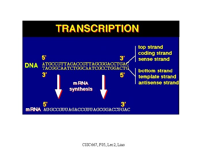CISC 667, F 05, Lec 2, Liao 