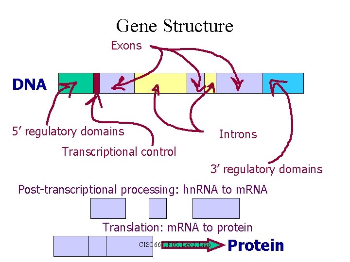 Gene Structure Exons DNA 5’ regulatory domains Introns Transcriptional control 3’ regulatory domains Post-transcriptional