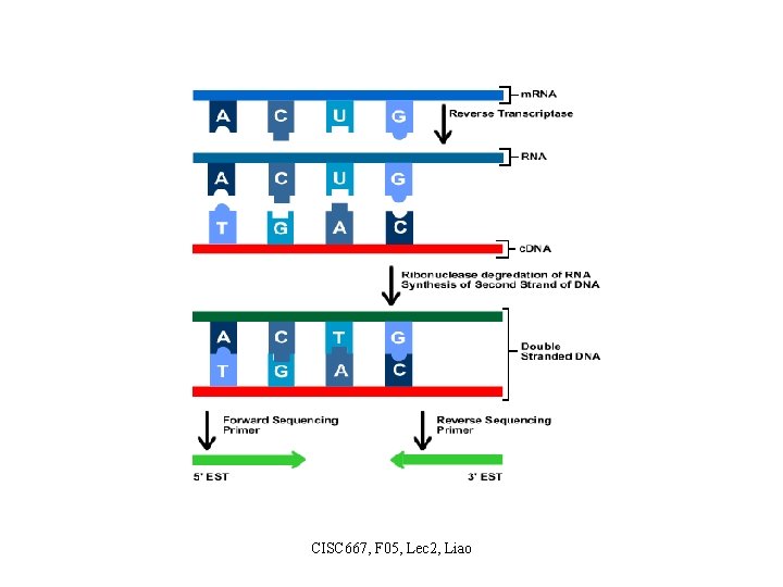 CISC 667, F 05, Lec 2, Liao 