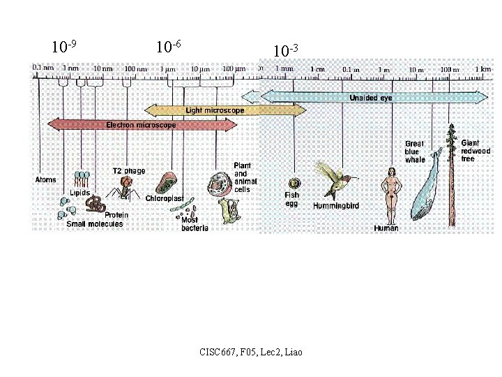 10 -9 10 -6 10 -3 CISC 667, F 05, Lec 2, Liao 
