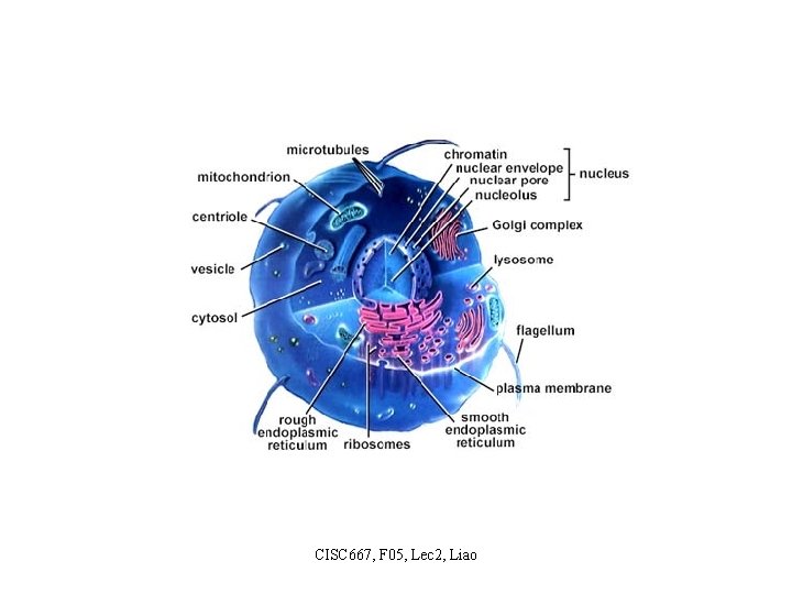 CISC 667, F 05, Lec 2, Liao 