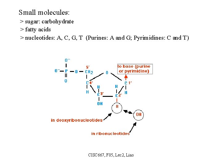 Small molecules: > sugar: carbohydrate > fatty acids > nucleotides: A, C, G, T
