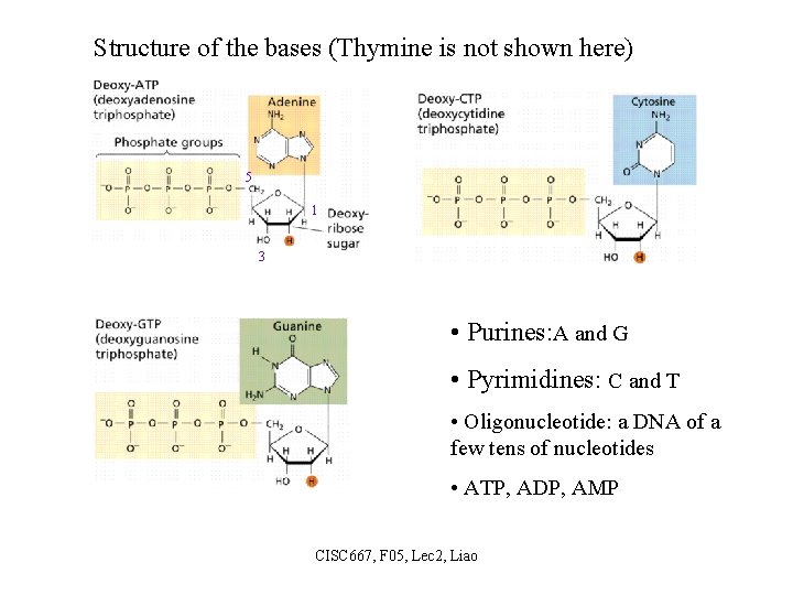 Structure of the bases (Thymine is not shown here) 5 1 3 • Purines:
