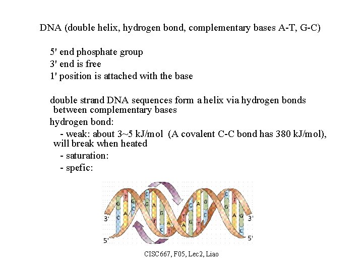 DNA (double helix, hydrogen bond, complementary bases A-T, G-C) 5' end phosphate group 3'