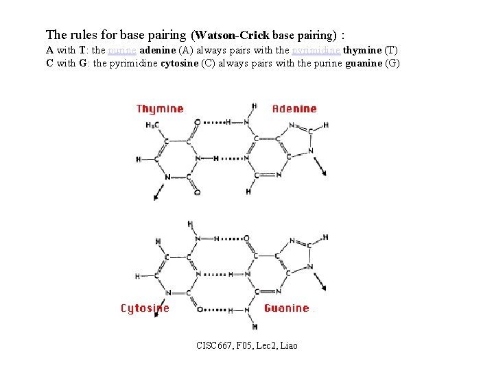 The rules for base pairing (Watson-Crick base pairing) : A with T: the purine