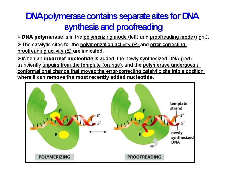 DNApolymerase contains separate sites for DNA synthesis and proofreading DNA polymerase is in the